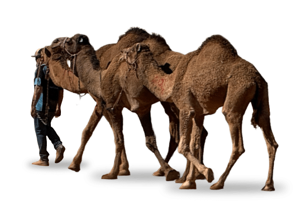 boulia camel races 2026